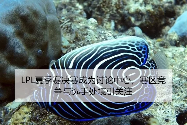LPL夏季赛决赛成为讨论中心，赛区竞争与选手处境引关注